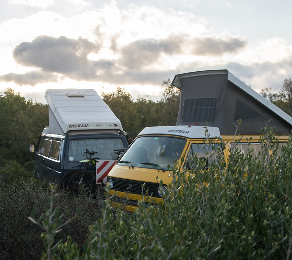 Two Westfalia campervans in tall grass