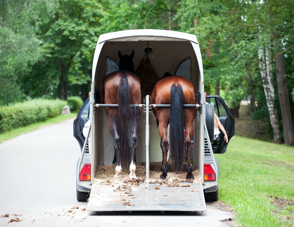 Horses shown in a trailer with greenery in the background