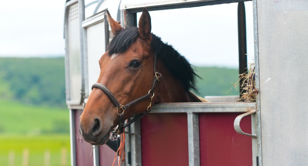 Horse in a trailer