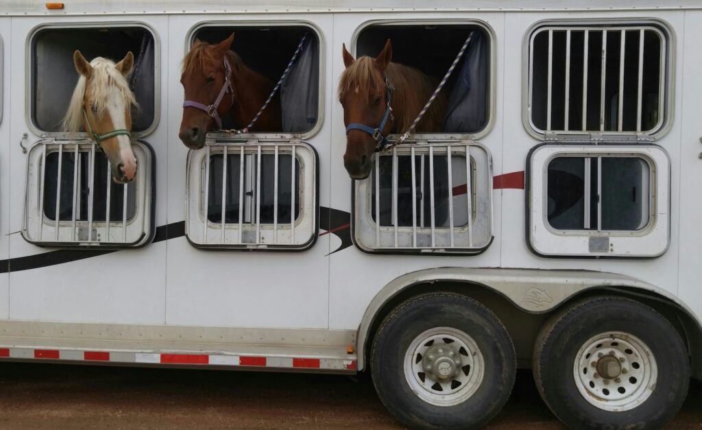 Horse box with horses' heads out the window