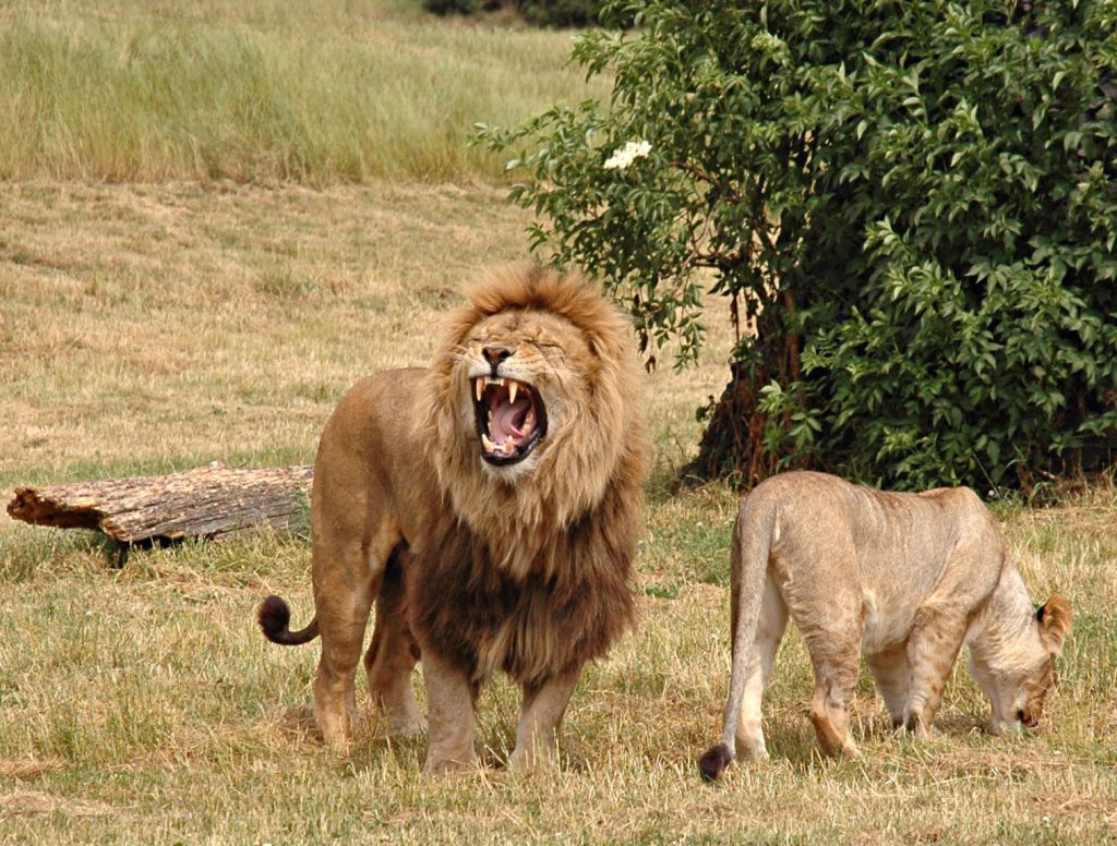 Pair_of_lions